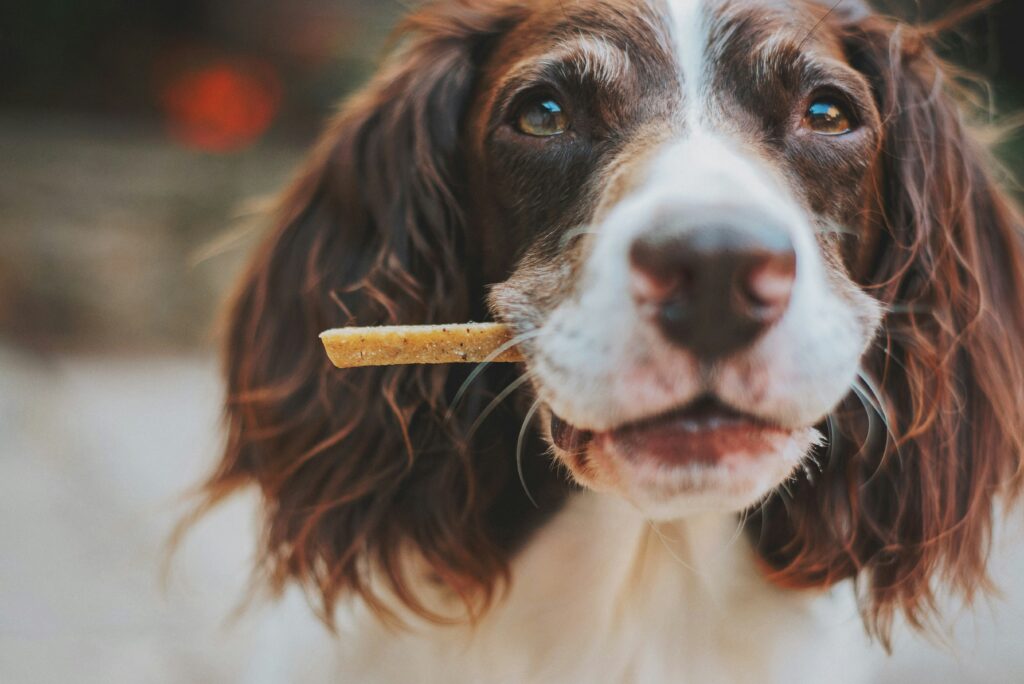 Dog eating treats