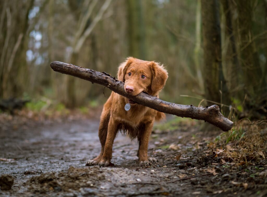 The Ultimate Backpacking Gear Guide for Your Dog