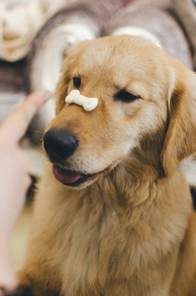 DIY Dog Treats: Make Over 1,000 Tasty Treats in Under Two Hours