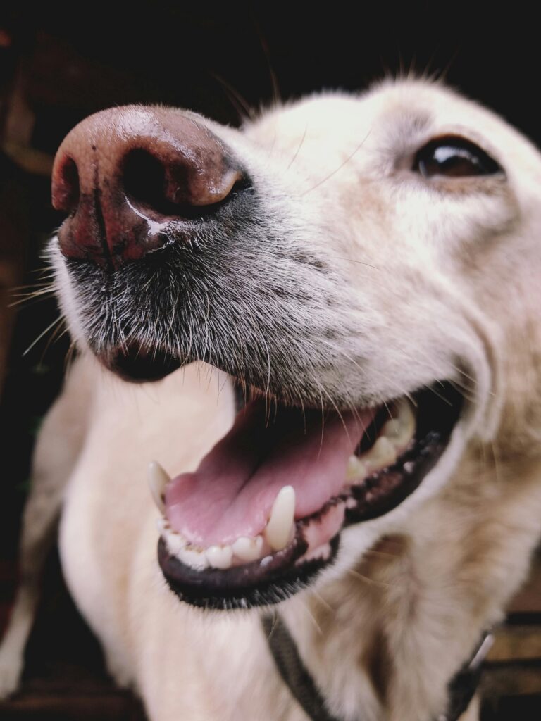 DIY Natural Toothpaste Treat for Your Dog: Fresh Breath & Cleaner Teeth