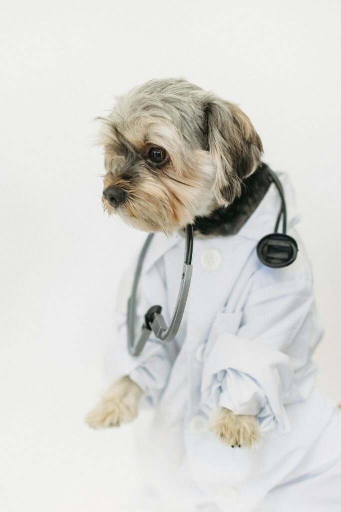 Natural, Affordable Solutions for Your Dog’s Health: A Veterinarian’s Perspective