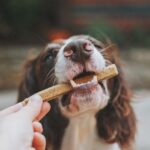Pawpfect Recipe: A simple, three‑ingredient crunchy treats recipe that support your dog’s digestion, skin, and coat health