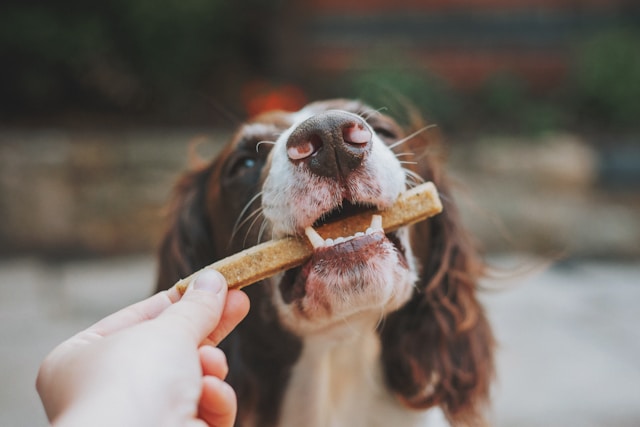 Pawpfect Recipe: A simple, three‑ingredient crunchy treats recipe that support your dog’s digestion, skin, and coat health