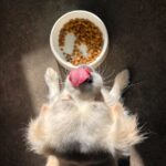 Pawpfect dog subscription box