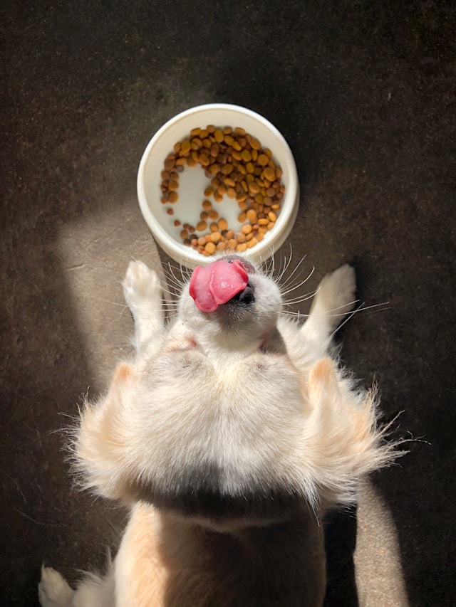 Pawpfect dog subscription box